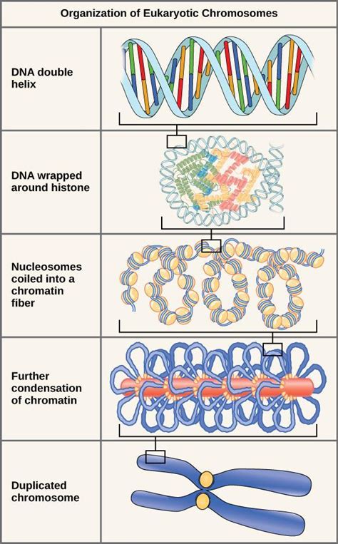 naked dna is called chromatin|Genetics of Cellular Function Ch.4 Flashcards